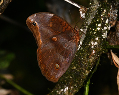 Catoblepia xanthicles
