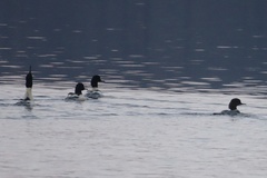 Mergus merganser merganser