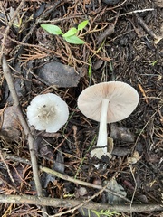 Volvariella murinella