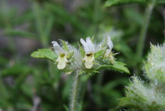 Sideritis endressii provincialis