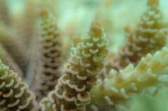 Acropora millepora