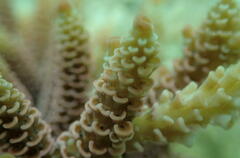 Acropora millepora