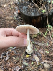 Volvariella murinella