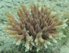 Acropora millepora