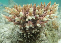 Acropora millepora
