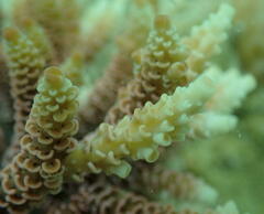 Acropora millepora