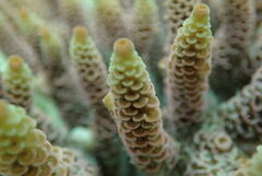 Acropora millepora