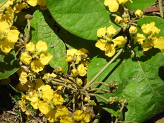 Stigmaphyllon bonariense