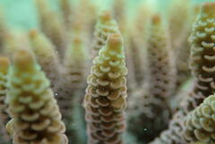Acropora millepora