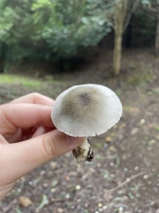 Volvariella murinella