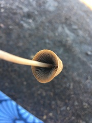 Psathyrella atrospora