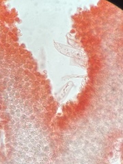 Volvariella murinella