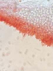 Volvariella murinella