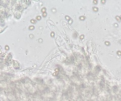 Volvariella murinella