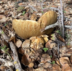 Suillus pseudobrevipes