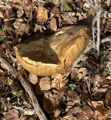 Suillus pseudobrevipes