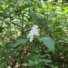 Callichilia