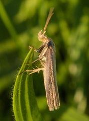 Oncocera semirubella