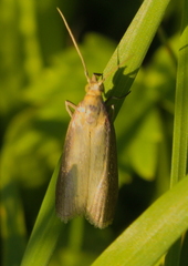 Oncocera semirubella