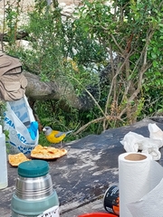 Phrygilus patagonicus