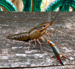 Cherax quadricarinatus