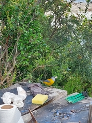 Phrygilus patagonicus