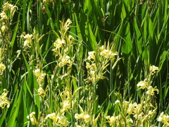 Canna glauca