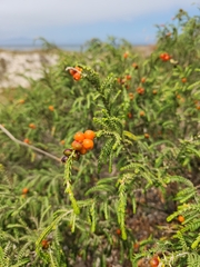 Passerina ericoides