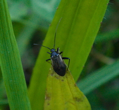 Adelphocoris seticornis
