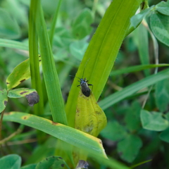 Adelphocoris seticornis