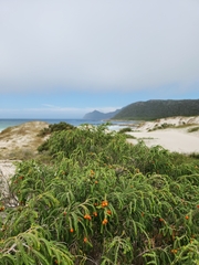 Passerina ericoides