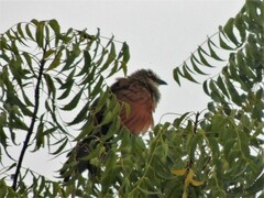 Centropus superciliosus