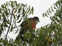 Centropus superciliosus