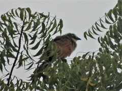 Centropus superciliosus