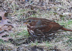 Passerella iliaca iliaca