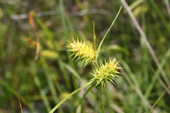 Carex lurida