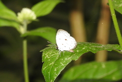 Neopithecops zalmora