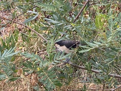 Laniarius ferrugineus