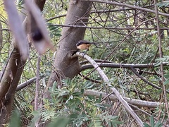 Laniarius ferrugineus