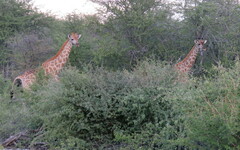Giraffa camelopardalis angolensis