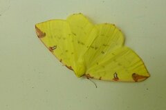 Opisthograptis luteolata