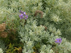 Nolana crassulifolia