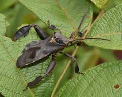 Petascelis remipes
