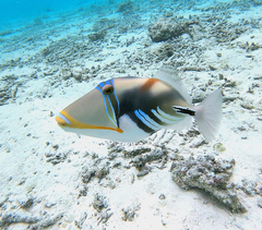 Rhinecanthus aculeatus