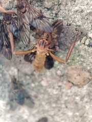 Trichacantha atranupta