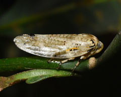 Ptyelus grossus