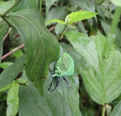 Arcas imperialis