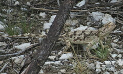 Agama aculeata