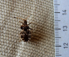 Centrocoris variegatus