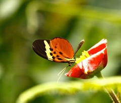 Nymphalidae